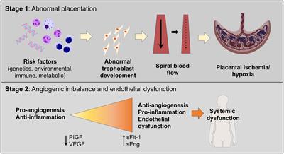 Preeclampsia pathophysiology and adverse outcomes during pregnancy and postpartum